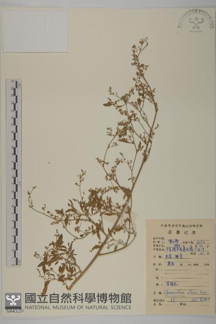 藜、灰藜藏品圖，第1張