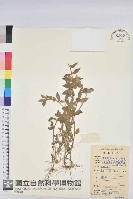 乳仔草藏品圖，第1張