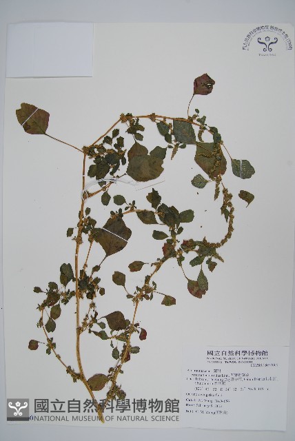 凹葉野莧菜藏品圖，第1張