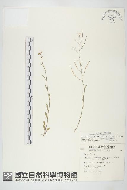 玉山筷子芥藏品圖，第1張