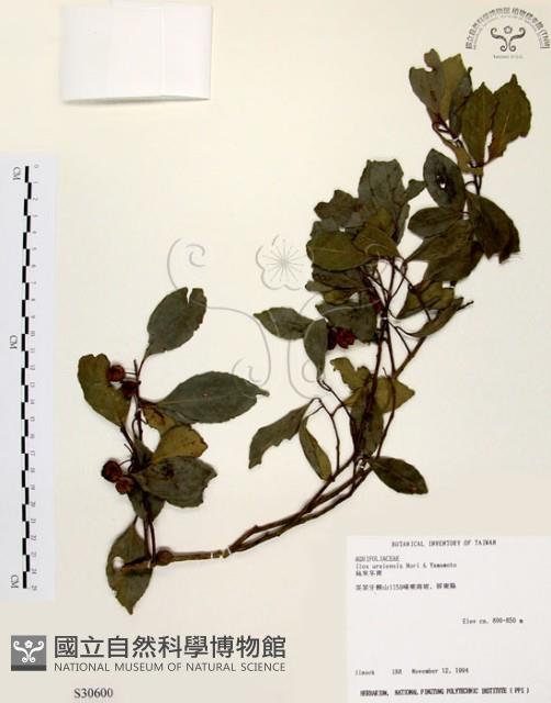 烏來冬青藏品圖，第1張