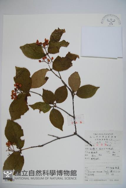 松田氏莢迷、宜昌莢迷藏品圖，第1張