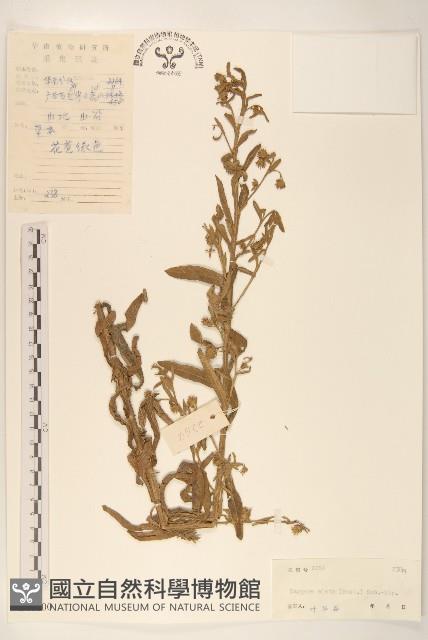 六角草藏品圖，第1張