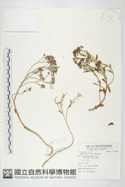 景天藏品圖，第1張