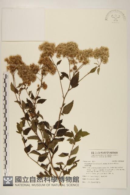 台灣澤蘭藏品圖，第1張