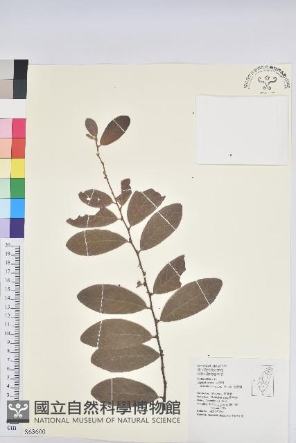 土密樹藏品圖，第1張