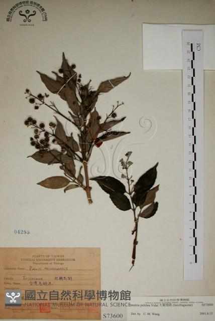 大葉溲疏藏品圖，第1張