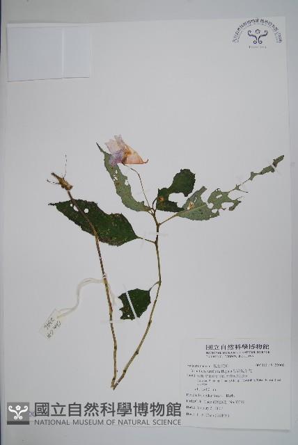 紫花鳳仙花藏品圖，第1張