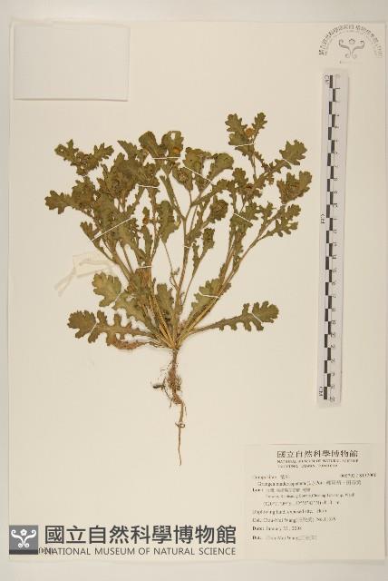 線球菊、田基黃藏品圖，第1張