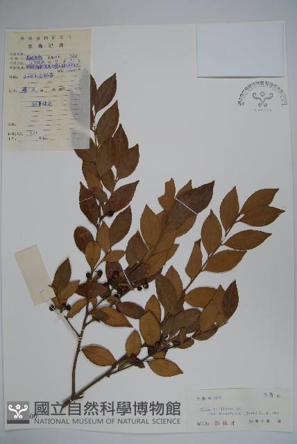 金平氏冬青藏品圖，第1張