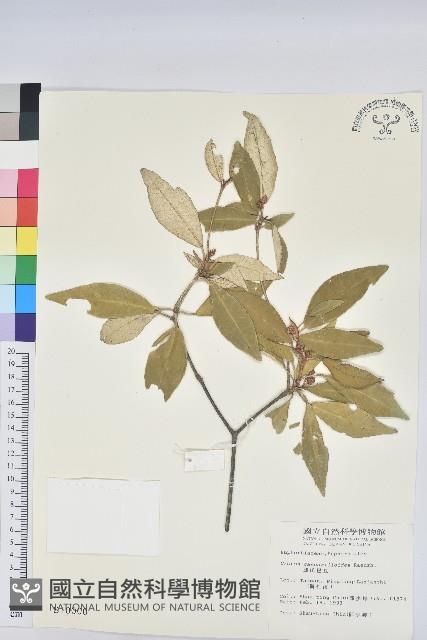 裡白巴豆藏品圖，第1張