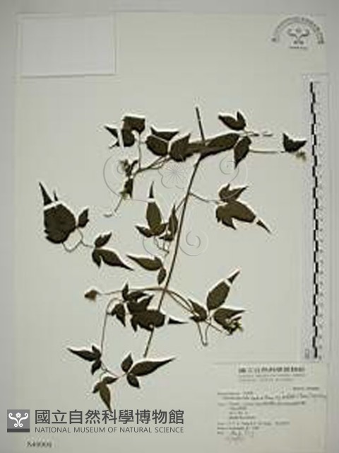 巴氏鐵線蓮藏品圖，第1張