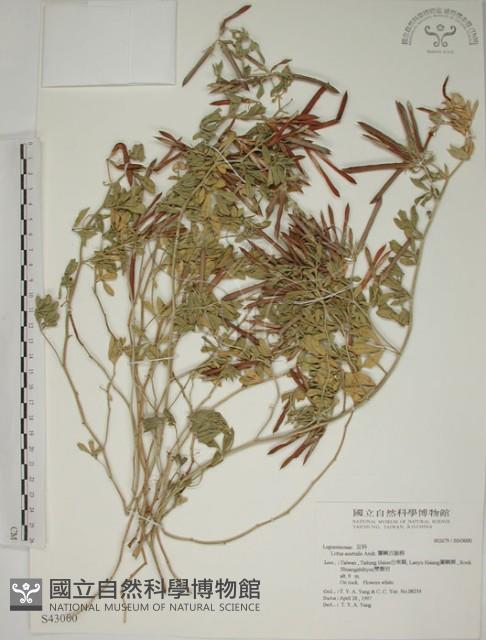 蘭嶼百脈根藏品圖，第1張