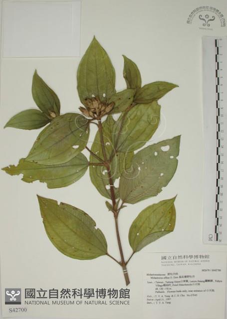 基尖葉野牡丹、蘭嶼野牡丹藏品圖，第1張