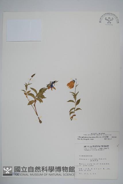 玉山沙參藏品圖，第1張