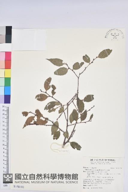 巒大越橘藏品圖，第1張