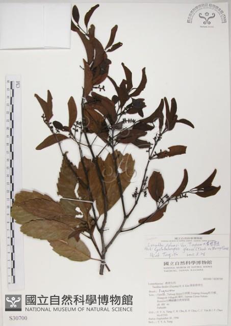 椆樹桑寄生, 大葉榿寄生藏品圖，第1張