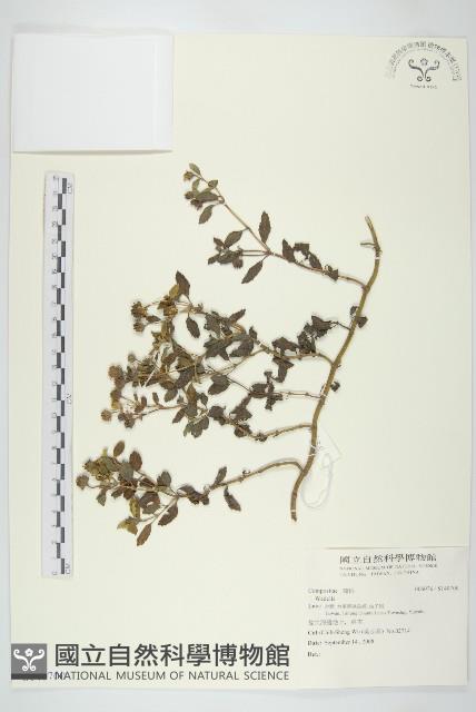 登錄號:S140700藏品圖，第1張