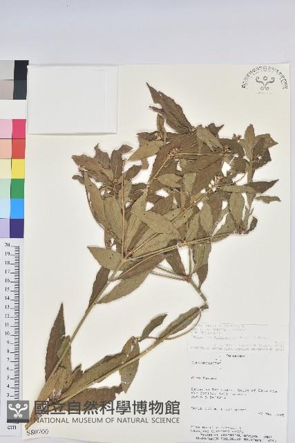 登錄號:S080700藏品圖，第1張