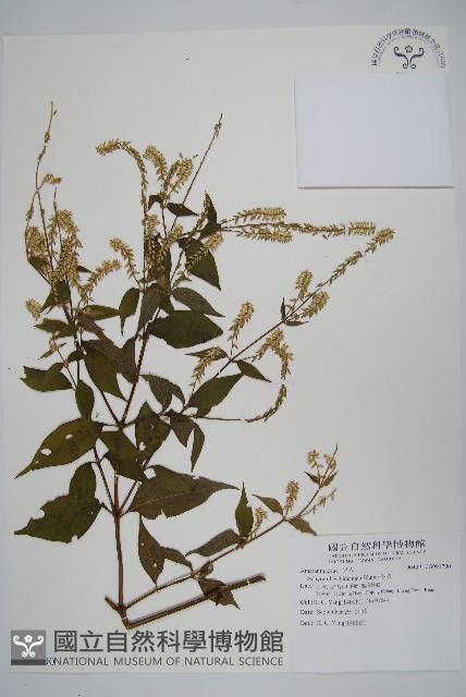 牛膝藏品圖，第1張