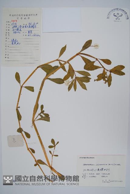 空心蓮子草藏品圖，第1張