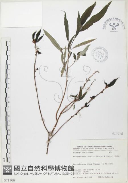 水麻藏品圖，第1張