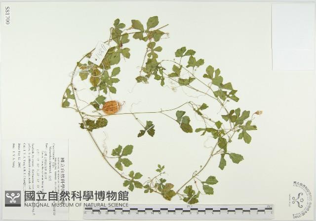 苦瓜藏品圖，第1張