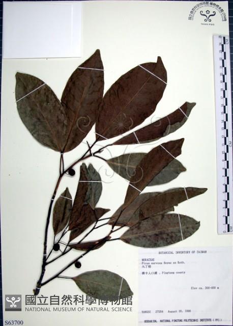 九重吹、九丁樹、脈葉榕、大葉九重吹藏品圖，第1張
