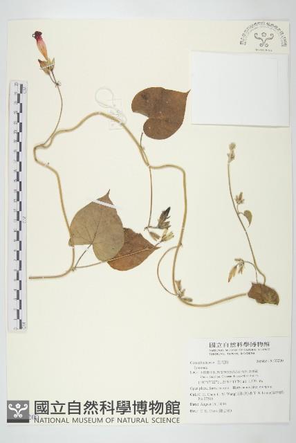 登錄號:S122200藏品圖，第1張