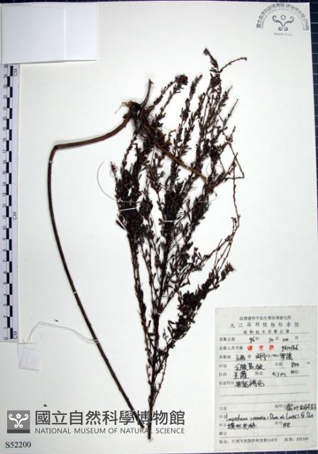 鐵掃帚、千里光藏品圖，第1張