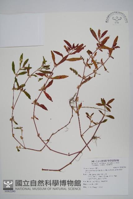 蓮子草藏品圖，第1張