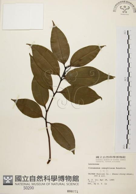 土肉桂藏品圖，第1張