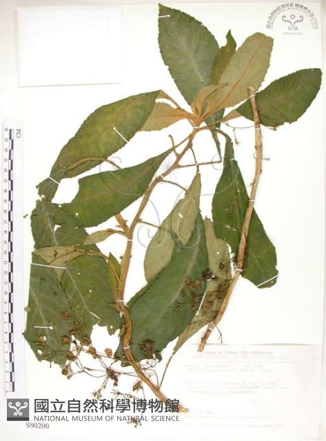 同蕊草、異色線柱苣苔藏品圖，第1張