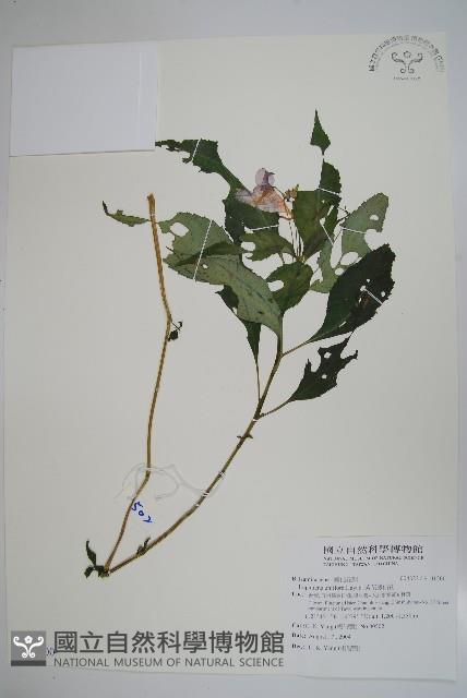 紫花鳳仙花藏品圖，第1張