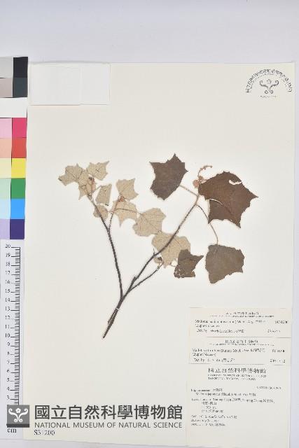 白匏子藏品圖，第1張