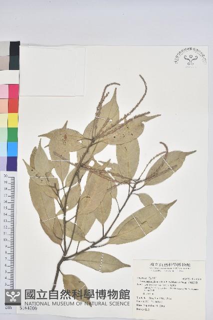 Accession Number:S164200 Collection Image