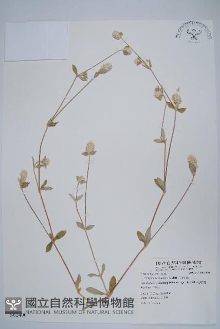 短穗假千日紅藏品圖，第1張