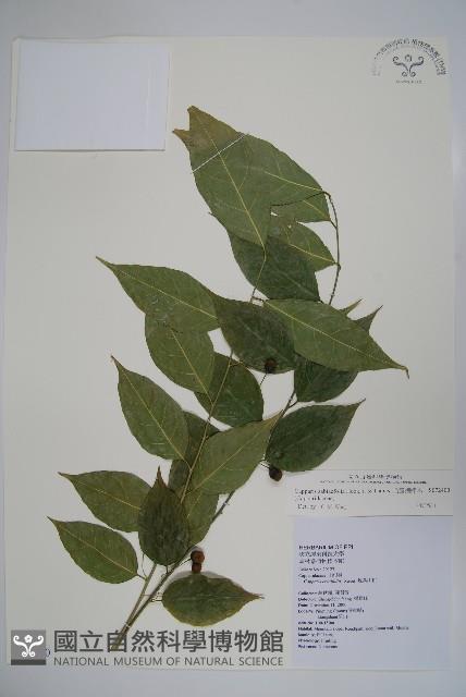 毛瓣蝴蝶木藏品圖，第1張