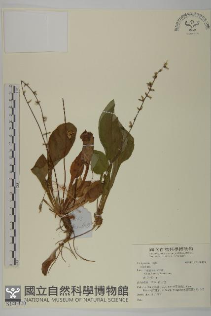 登錄號:S140400藏品圖，第1張