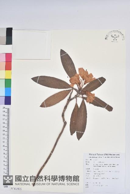 Accession Number:S161400 Collection Image