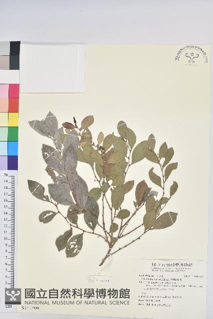 細葉饅頭果藏品圖，第1張