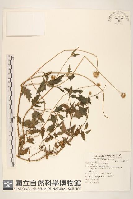 長柄菊藏品圖，第1張