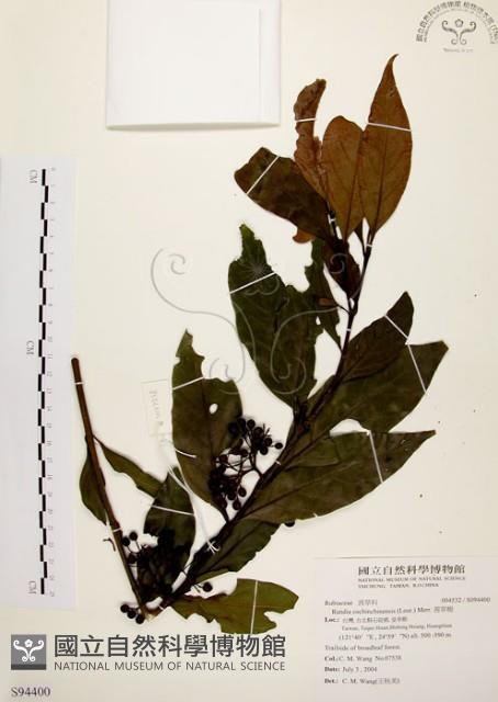 茜草樹藏品圖，第1張