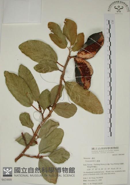 薜荔藏品圖，第1張