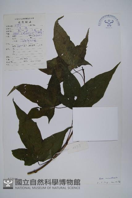 元寶楓, 地錦槭藏品圖，第1張