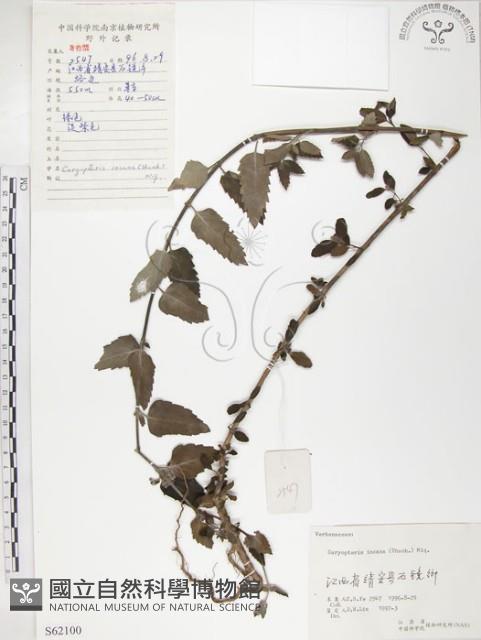 灰葉蕕藏品圖，第1張