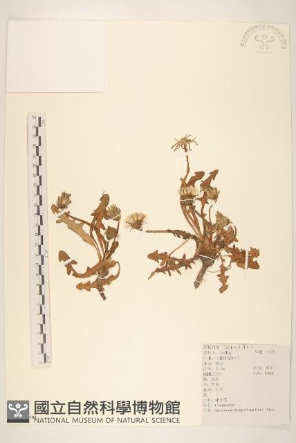 蒲公英藏品圖，第1張