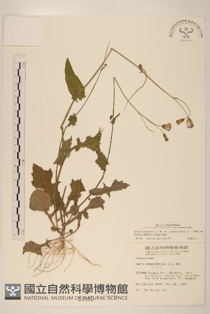 紫背草藏品圖，第1張
