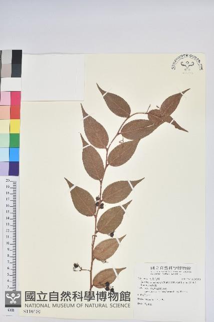 白珠樹藏品圖，第1張