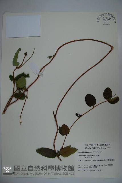 無梗忍冬藏品圖，第1張